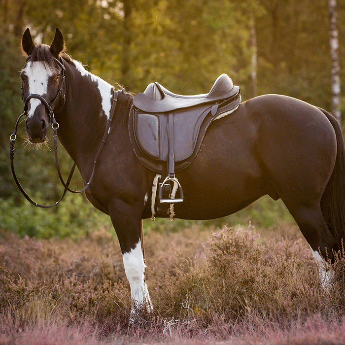Surfaix shetlands, poneys et chevaux HKM avec poignée - En Selle Prunelle